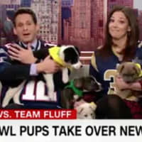 <p>The four pups from Danbury Animal Welfare Society during a segment on CNN&#x27;s &quot;New Da&quot; show.</p>
