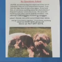 <p>A Bedford man has offered a reward for the return of his dog, which was stolen in Scarsdale.</p>