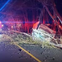 <p>The crash brought down trees on the roadway.</p>