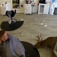 <p>The deer crashes into Be.you.tiful Hair Salon in Lake Ronkonkoma.</p>