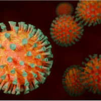<p>Novel coronavirus (COVID-19)</p>