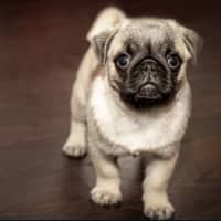 <p>A pug tested positive for COVID-19 at Duke University.</p>