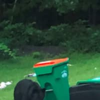 <p>This black bear had a field day with the contents of an overturned garbage can in the Dutchess County town of Union Vale on Sunday morning, July 26.</p>