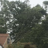 <p>Trees were uprooted in Patchogue during the tropical storm.</p>