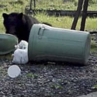 <p>There has been a recent rise in the number of bear sightings reported in Ramapo.</p>