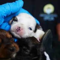 <p>A dozen neglected dogs and puppies were saved as part of a case investigated by the Monmouth County Society for the Prevention of Cruelty to Animals.</p>