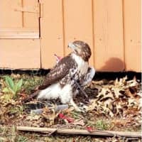 <p>The hawk with an arrow piercing its body</p>