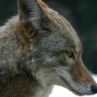 <p>A coyote attacked a dog in Westchester.</p>