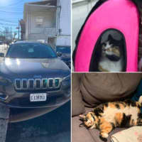 <p>Willow was inside of a Jeep Cherokee when it was stolen from a Hudson County gas station.</p>