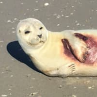 <p>This injured harbor seal was rescued from the beach at Strathmere in Cape May County. He is being nursed back to health at the Marine Mammal Stranding Center in Brigantine.</p>