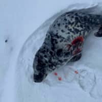 <p>This grey seal pup was found in the snow bleeding from puncture wounds earlier this month.</p>
