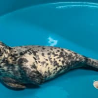 <p>This grey seal is recovering quickly and eating on her own at the Marine Mammal Stranding Center in Brigantine..</p>