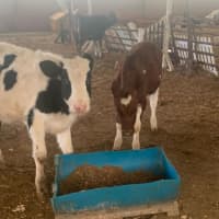 <p>Carlos Rocha, 54, was charged Jan. 26 after an inspection at his farm on Jackson Valley Road in Mansfield Township revealed filthy living conditions, animals with untreated injuries, cows with no food access, several dead calves and more.</p>