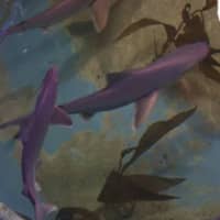 <p>A Hudson Valley man was convicted of attempting to traffic seven sharks illegally.</p>