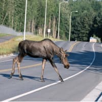 <p>A moose crossing a road.</p>