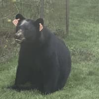 <p>&quot;Bear 211&quot; was caught taking in the sites outside a Fairfield home.</p>