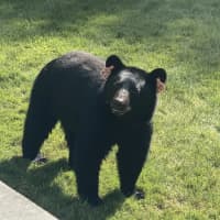 <p>&quot;Bear 211&quot; was caught taking in the sites outside a Fairfield home.</p>