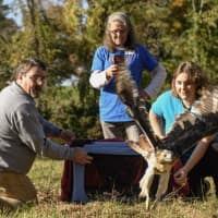 <p>Metro-North celebrates the release of a red-tailed hawk saved by a train engineer.</p>