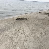 <p>Suffolk County Police Arson Section detectives are investigating the circumstances surrounding an unspecified device that detonated and formed a crater on Fox Island</p>