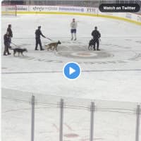 <p>VIDEO: A police K-9 dog took a dump at the Philadelphia Flyers&#x27; game.</p>
