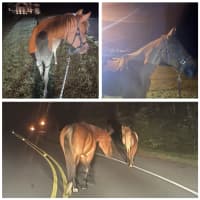 <p>These horses were found in Calvert County.</p>