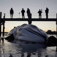 Team From Mystic Aquarium Investigating Fatal Whale Stranding: 'This Animal Is Now At Peace'