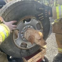 Sparks Fly As First Franklinville Firefighters Free Dog Stuck In Tire Rim (VIDEO)