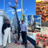 718-Pound Bluefin Reeled In By Fishermen In Manasquan Feeds Families For Free