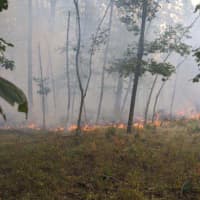 <p>Wildfire at Natchaug State Park</p>