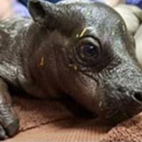 <p>Baby hippo born in October</p>