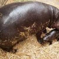 <p>Baby hippo and mom</p>