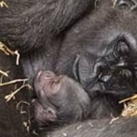 <p>Baby gorilla with mom</p>