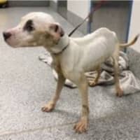 Man Sporting Motorcycle Club Cut Abandoned Emaciated Dog In Virginia Park, Police Say