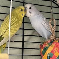 <p>Sebastian and Flounder are two parakeets up for adoption</p>