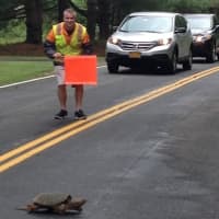 <p>A snapping turtle gets a hand crossing the Western Highway in Rockland County last spring.</p>
