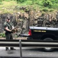 <p>Officers rescued a snapping turtle after the animal attempted to cross busy highway in Orange County.</p>
