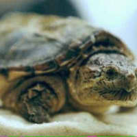 <p>A baby snapping turtle.</p>