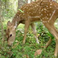 <p>Too many deer lead to damage to native plants and forest understory, and even trees.</p>