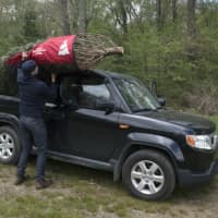 <p>A Christmas tree wrapped in the Tree Transporter is lifted onto the roof of a car.</p>
