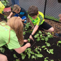 <p>Green Team members tend to the garden beds and transfer plants to different plots.</p>