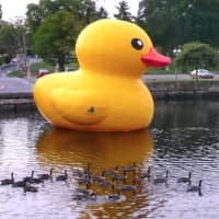 <p>Sunny the Duck — the race’s mascot — gets a visit from some live geese.</p>
