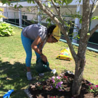 <p>Samantha Simpson volunteers to beautify the community via gardening</p>