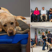 Guide Dog Graduation: Yorktown-Based Nonprofit Provides Pups To Homes Across US