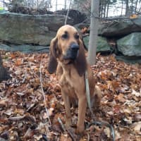 <p>Connecticut State Police K9 Texas, a nonaggressive brown bloodhound, is missing in Danbury. He is wearing a green tracking vest.</p>