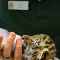 <p>Staffers at Beardsley Zoo in Bridgeport are working around the clock to save two tiger kittens rejected by their mom.</p>