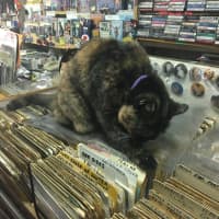 <p>Trixie the cat guards the CD collection</p>