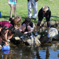 <p>The students release the trout into Miry Brook on Wooster School&#x27;s Danbury campus.</p>