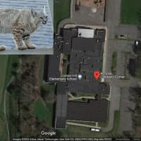 Bobcat Sighting Results In Police Response At Armonk School