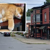 'Inexcusable': Owner Of Saratoga Springs Deli Admits Abandoning Cat In Sub-Freezing Temps