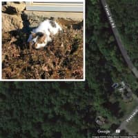 Feral Cat Tests Positive For Rabies In Putnam Valley: Here's Where It Was Found